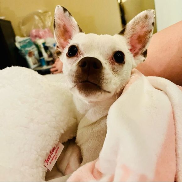 **SOLD** Juicy Couture Pet Plush Throw & Bone Shaped Sherpa Pillow Set for Dogs - Picture 16 of 16